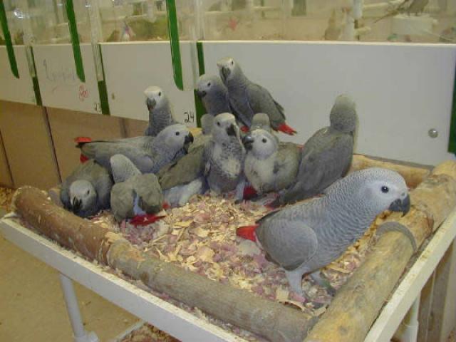 All SPECIES OF PARROTS BIRDS AND FERTILE  EGGS FOR SALE 